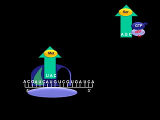  SerMet  GTPeEF - 1αA G CU A CA C GA U CA U GU C GU G AU C A5`3`