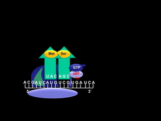  SerMet  GTPeEF - 1αA G CU A CA C GA U CA U GU C GU G AU C A5`3`