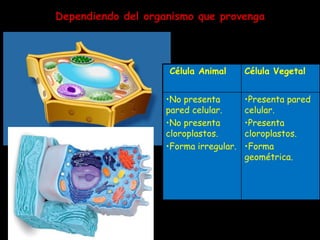 Dependiendo del organismo que provenga