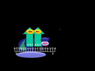  SerMet  GDPeEF - 1αA G CU A CA C GA U CA U GU C GU G AU C A5`3`