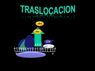  SerMetTRASLOCACION  GTPA G CeEF – 2 A C GA U CA U GU C GU G AU C A5`3`