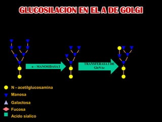 GLUCOSILACION EN EL A DE GOLGITRANSFERASA I DEGlcNAcα – MANOSIDASA IN - acetilglucosaminaManosaGalactosaFucosaAcido sialico