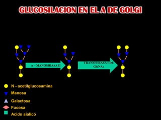 GLUCOSILACION EN EL A DE GOLGITRANSFERASA I DEGlcNAcα – MANOSIDASA IIN - acetilglucosaminaManosaGalactosaFucosaAcido sialico