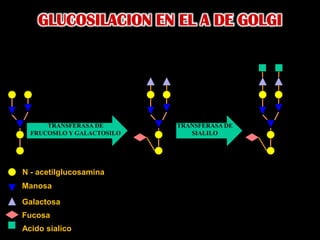 GLUCOSILACION EN EL A DE GOLGITRANSFERASA DEFRUCOSILO Y GALACTOSILOTRANSFERASA DESIALILON - acetilglucosaminaManosaGalactosaFucosaAcido sialico