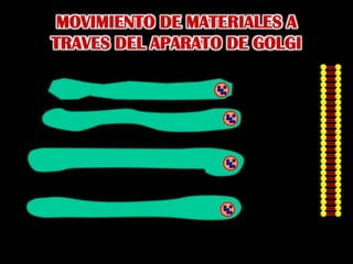 MOVIMIENTO DE MATERIALES A TRAVES DEL APARATO DE GOLGI