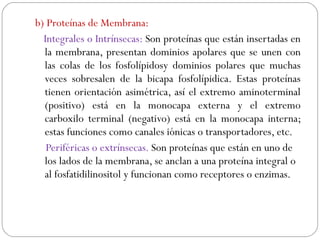b) Proteínas de Membrana:
Integrales o Intrínsecas: Son proteínas que están insertadas en
la membrana, presentan dominios apolares que se unen con
las colas de los fosfolípidosy dominios polares que muchas
veces sobresalen de la bicapa fosfolípidica. Estas proteínas
tienen orientación asimétrica, así el extremo aminoterminal
(positivo) está en la monocapa externa y el extremo
carboxilo terminal (negativo) está en la monocapa interna;
estas funciones como canales iónicas o transportadores, etc.
Periféricas o extrínsecas. Son proteínas que están en uno de
los lados de la membrana, se anclan a una proteína integral o
al fosfatidilinositol y funcionan como receptores o enzimas.
 