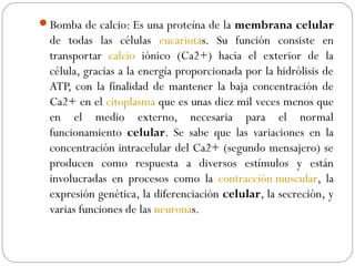 Bomba de calcio: Es una proteína de la membrana celular
de todas las células eucariotas. Su función consiste en
transportar calcio iónico (Ca2+) hacia el exterior de la
célula, gracias a la energía proporcionada por la hidrólisis de
ATP, con la finalidad de mantener la baja concentración de
Ca2+ en el citoplasma que es unas diez mil veces menos que
en el medio externo, necesaria para el normal
funcionamiento celular. Se sabe que las variaciones en la
concentración intracelular del Ca2+ (segundo mensajero) se
producen como respuesta a diversos estímulos y están
involucradas en procesos como la contracción muscular, la
expresión genética, la diferenciación celular, la secreción, y
varias funciones de las neuronas.
 