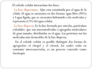 El coloide celular interactúan dos fases:
La Fase dispersante: Que esta constituída por el agua de la
célula. El agua se encuentra en dos formas: agua libre (95%)
y l agua ligada, que se encuentra hidratando a las moléculas y
representa el 5% del agua celular.
La Fase dispersa: Es la fase formada por micelas, partículaas
coloidales que son macromoléculas o agregados moleculares
de gran tamaño, distribuidas en el agua. Las proteínas son las
moléculas más destacables de la fase dispersa.
En el coloide celular es posible distinguir dos formas de
agregación: el citogel y el citosol, los cuales están en
constante interconversión, es un proceso conocido como
tixotropía
 