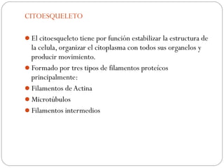 CITOESQUELETO
El citoesqueleto tiene por función estabilizar la estructura de
la celula, organizar el citoplasma con todos sus organelos y
producir movimiento.
Formado por tres tipos de filamentos proteícos
principalmente:
Filamentos de Actina
Microtúbulos
Filamentos intermedios
 