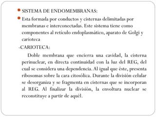 SISTEMA DE ENDOMEMBRANAS:
Esta formada por conductos y cisternas delimitadas por
membranas e interconectadas. Este sistema tiene como
componentes al retículo endoplasmático, aparato de Golgi y
carioteca
-CARIOTECA:
Doble membrana que encierra una cavidad, la cisterna
perinuclear, en directa continuidad con la luz del REG, del
cual se considera una dependencia.Al igual que éste, presenta
ribosomas sobre la cara citosólica. Durante la división celular
se desorganiza y se fragmenta en cisternas que se incorporan
al REG. Al finalizar la división, la envoltura nuclear se
reconstituye a partir de aquél.
 