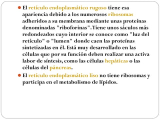El retículo endoplasmático rugoso tiene esa
apariencia debido a los numerosos ribosomas
adheridos a su membrana mediante unas proteínas
denominadas "riboforinas".Tiene unos sáculos más
redondeados cuyo interior se conoce como "luz del
retículo" o "lumen" donde caen las proteínas
sintetizadas en él. Está muy desarrollado en las
células que por su función deben realizar una activa
labor de síntesis, como las células hepáticas o las
células del páncreas.
El retículo endoplasmático liso no tiene ribosomas y
participa en el metabolismo de lípidos.
 