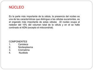 NÚCLEO
Es la parte más importante de la célula, la presencia del núcleo es
una de las características que distingue a las células eucariontes, es
el organelo más importante de estas células .El núcleo ocupa al
rededor del 10% del volumen total de la célula y en el se halla
continado el ADN (excepto el mitocondrial).
COMPONENTES
1. Carioteca
2. Núcleoplasma
3. Cromatima
4. Nucléolo
 