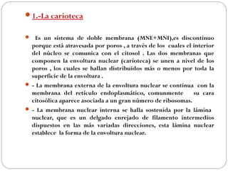 1.-La carioteca
  Es un sistema de doble membrana (MNE+MNI),es discontinuo
porque está atravesada por poros , a través de los cuales el interior
del núcleo se comunica con el citosol . Las dos membranas que
componen la envoltura nuclear (carioteca) se unen a nivel de los
poros , los cuales se hallan distribuidos más o menos por toda la
superficie de la envoltura .
 - La membrana externa de la envoltura nuclear se continua con la
membrana del retículo endoplasmático, comunmente su cara
citosólica aparece asociada a un gran número de ribosomas.
 - La membrana nuclear interna se halla sostenida por la lámina
nuclear, que es un delgado enrejado de filamento intermedios
dispuestos en las más variadas direcciones, esta lámina nuclear
establece la forma de la envoltura nuclear.
 