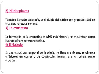 2) Núcleoplasma
También llamado cariolinfa, es el fluido del núcleo con gran cantidad de
enzimas, iones, ca ++, etc.
3) La cromatina
La formación de la cromatina es ADN más histonas, se encuentran como
eucromatina y heterocromatina.
4) El Nucleolo
Es una estructura temporal de la célula, no tiene membrana, se observa
esférico,es un conjunto de corpúsculos forman una estructura como
esponjas.
 