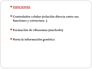 FUNCIONES
Controlador celular (relación directa entre sus
funciones y estructura )
Formación de ribosomas (nucleolo)
Porta la información genética
 
