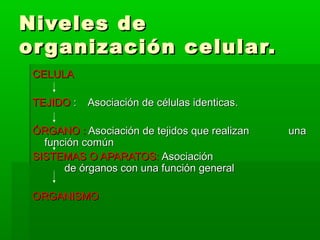 Niveles deNiveles de
organización celular.organización celular.
CELULACELULA
TEJIDOTEJIDO : Asociación de células identicas.: Asociación de células identicas.
ÓRGANO :ÓRGANO : Asociación de tejidos que realizanAsociación de tejidos que realizan unauna
función comúnfunción común
SISTEMAS O APARATOS:SISTEMAS O APARATOS: AsociaciónAsociación
de órganos con una función generalde órganos con una función general
ORGANISMOORGANISMO
 