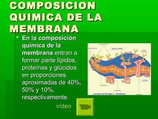COMPOSICIONCOMPOSICION
QUIMICA DE LAQUIMICA DE LA
MEMBRANAMEMBRANA
 En la composiciónEn la composición
química de laquímica de la
membranamembrana entran aentran a
formar parte lípidos,formar parte lípidos,
proteínas y glúcidosproteínas y glúcidos
en proporcionesen proporciones
aproximadas de 40%,aproximadas de 40%,
50% y 10%,50% y 10%,
respectivamente.respectivamente.
vídeovídeo
 