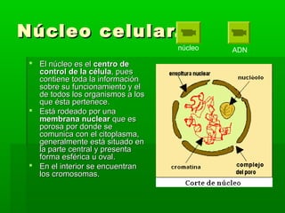 Núcleo celular.Núcleo celular.
 El núcleo es elEl núcleo es el centro decentro de
controlcontrol de la célulade la célula, pues, pues
contiene toda la informacióncontiene toda la información
sobre su funcionamiento y elsobre su funcionamiento y el
de todos los organismos a losde todos los organismos a los
que ésta pertenece.que ésta pertenece.
 Está rodeado por unaEstá rodeado por una
membrana nuclearmembrana nuclear que esque es
porosa por donde seporosa por donde se
comunica con el citoplasma,comunica con el citoplasma,
generalmente está situado engeneralmente está situado en
la parte central y presentala parte central y presenta
forma esférica u oval.forma esférica u oval.
 En el interior se encuentranEn el interior se encuentran
los cromosomas.los cromosomas.
núcleo ADN
 
