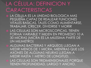  LA CELULA ES LA UNIDAD BIOLOGICA MAS
PEQUEÑA CAPAZ DE REALIZAR FUNCIONES
VITALES BASICAS, TALES COMO ALIMENTARSE,
TRABAJAR, CRECER, DIVIDIRSE Y MORIR
 LAS CELULAS SON MICROSCOPICAS, TIENEN
FORMA VARIABLE Y MIDEN EN PROMEDIO 10 A
30 MICRAS (MICRA ES LA MILESIMA PARTE DE
UN MILIMETRO)
 ALGUNAS BACTERIAS Y ARQUEOS LLEGAN A
MEDIR MENOS DE 1 MICRA, MIENTRAS QUE LOS
AXONES DE ALGUNAS NEURAS LLEGAN A
MEDIR HASTA 1 METRO DE LONGITUD.
 LAS CELULAS SON TRIDIMENSIONALES PORQUE
TIENEN PROFUNDIDAD, LARGO Y ANCHO.
 