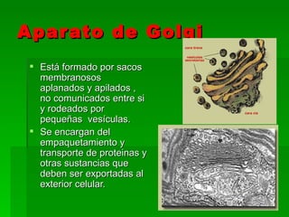 Aparato de Golgi Está formado por sacos membranosos aplanados y apilados , no comunicados entre si y rodeados por pequeñas  vesículas. Se encargan del empaquetamiento y transporte de proteinas y otras sustancias que deben ser exportadas al exterior celular. 