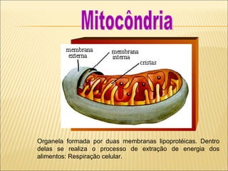 Organela formada por duas membranas lipoprotéicas. Dentro delas se realiza o processo de extração de energia dos alimentos: Respiração celular. Mitocôndria 