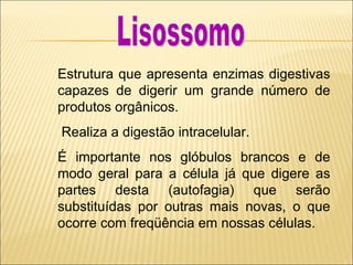 Estrutura que apresenta enzimas digestivas capazes de digerir um grande número de produtos orgânicos. Realiza a digestão intracelular.  É importante nos glóbulos brancos e de modo geral para a célula já que digere as partes desta (autofagia) que serão substituídas por outras mais novas, o que ocorre com freqüência em nossas células. Lisossomo 