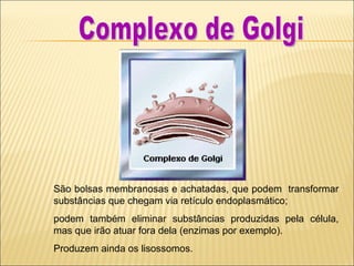 São bolsas membranosas e achatadas, que podem  transformar substâncias que chegam via retículo endoplasmático;  podem também eliminar substâncias produzidas pela célula, mas que irão atuar fora dela (enzimas por exemplo).  Produzem ainda os lisossomos. Complexo de Golgi 