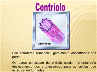 São estruturas cilíndricas, geralmente encontradas aos pares.  Os pares participam da divisão celular, “orientando”o deslocamento dos cromossomos para as células que estão sendo formadas. Centríolo 