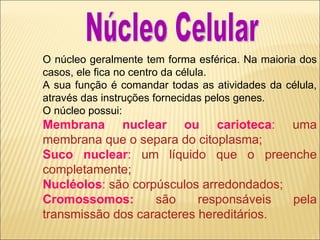 O núcleo geralmente tem forma esférica. Na maioria dos casos, ele fica no centro da célula.  A sua função é comandar todas as atividades da célula, através das instruções fornecidas pelos genes. O núcleo possui: Membrana nuclear ou carioteca :  uma membrana que o separa do citoplasma; Suco nuclear :  um líquido que o preenche completamente; Nucléolos :  são corpúsculos arredondados; Cromossomos:   são responsáveis pela transmissão dos caracteres hereditários. Núcleo Celular 
