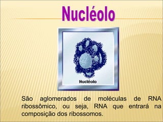 São aglomerados de moléculas de RNA ribossômico, ou seja, RNA que entrará na composição dos ribossomos. Nucléolo 