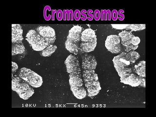 Cromossomos 