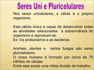 Nos seres unicelulares, a célula é o próprio organismo.  Esta célula única é capaz de desenvolver todas as atividades relacionadas  à sobrevivência do organismo e reproduzir-se. Ex: Os protozoários e as bactérias. Animais, plantas e  certos fungos são seres pluricelulares. O corpo humano é formado por cerca de 75 trilhões de células.  Entre elas existe uma nítida divisão de trabalho.  Seres Uni e Pluricelulares 
