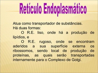 Atua como transportador de substâncias.  Há duas formas:  O R.E. liso, onde há a produção de lipídios, e  O R.E. rugoso, onde se encontram aderidos a sua superfície externa os ribossomos, sendo local de produção de proteínas, as quais serão transportadas internamente para o Complexo de Golgi. Retículo Endoplasmático 