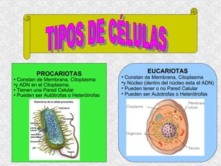 TIPOS DE CÉLULAS PROCARIOTAS Constan de Membrana, Citoplasma  y ADN en el Citoplasma. Tienen una Pared Celular  Pueden ser Autótrofas o Heterótrofas EUCARIOTAS Constan de Membrana, Citoplasma  y Núcleo (dentro del núcleo esta el ADN) Pueden tener o no Pared Celular Pueden ser Autotrofas o Heterótrofas 
