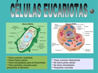 CÉLULAS EUCARIOTAS Tiene nutrición Autótrofa. Tiene Pared celular. Tiene cloroplastos para la fotosíntesis Tiene grandes vacuolas para almacenar el alimento. Tiene nutrición Heterótrofa No tiene pared celular No tiene cloroplastos Pequeñas vacuolas CÉLULA ANIMAL 