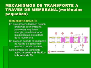 MECANISMOS DE TRANSPORTE A TRAVES DE MEMBRANA.(moléculas pequeñas) El transporte activo  (4).   En este proceso también actúan proteínas de membrana, pero éstas requieren energía, para transportar las moléculas al otro lado de la membrana.  Se produce cuando el transporte se realiza de donde hay menos a donde hay mas. Son ejemplos de transporte activo la  bomba de Na/K , y la  bomba de Ca .  