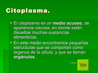 Citoplasma. El citoplasma es un  medio   acuoso , de apariencia viscosa, en donde están disueltas muchas sustancias alimenticias.  En este medio encontramos pequeñas estructuras que se comportan como órganos de la célula, y que se llaman  orgánulos .    vídeo 