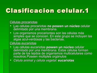 Clasificacion celular.1 Células procariotas L as células procariotas  no poseen un núcleo  celular delimitado por una membrana. Los organismos procariontes son las células más simples que se conocen. En este grupo se incluyen las algas azul-verdosas y las bacterias. Células eucariotas Las células eucariotas  poseen un núcleo  celular delimitado por una membrana. Estas células forman parte de los tejidos de organismos multicelulares como nosotros.Poseen múltiples orgánulos  Célula animal y célula vegetal :  eucariotas 