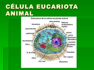 CÉLULA EUCARIOTA ANIMAL 