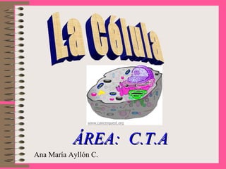 Ana María Ayllón C. ÁREA:  C.T.A La Célula 