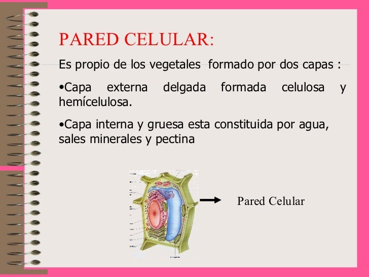 Célula 4