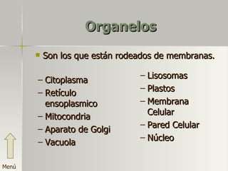 Organelos Citoplasma Retículo ensoplasmico Mitocondria Aparato de Golgi  Vacuola Lisosomas Plastos Membrana Celular Pared Celular Núcleo Son los que están rodeados de membranas. Menú 