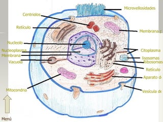 Microvellosidades Membrana plasmática ó celular Citoplasma lisosomas Ribosomas Retículo Aparato de Golgi Vesícula de pinocitis Mitocondria Vacuola Membrana Nucleolo Retículo Nucleoplasma Centriolos Menú 