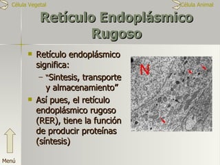 Retículo Endoplásmico Rugoso Retículo endoplásmico significa: “ Sintesis, transporte y almacenamiento” Así pues, el retículo endoplásmico rugoso (RER), tiene la función de producir proteínas (síntesis) Menú Célula Vegetal  Célula Animal 