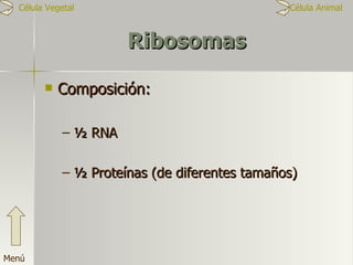 Ribosomas Composición: ½ RNA ½ Proteínas (de diferentes tamaños) Menú Célula Vegetal  Célula Animal 