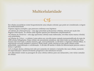 Em células eucarióticas existe frequentemente uma relação colonial, que pode ser considerada a origem da multicelularidade.  Vejamos alguns exemplos, que parecem confirmar essa hipótese:  Colónias de  Chlamydomonas  – esta alga unicelular pode formar colónias, móveis por acção dos flagelos individuais. As células estão ligadas apenas por filamentos citoplasmáticos;  Colónias de  Pandorina  – esta alga apresenta colónias mais elaboradas, envoltas numa massa coloidal, com polaridade;  Colónias de  Volvox  – a colónia é uma esfera oca, envolta numa camada monoestratificada de mais de 1000 células biflageladas. Estas células são puramente somáticas, não intervindo na reprodução. Essa função está reservada a células maiores, que, assexuadamente, se dividem e originam colónias-filhas. A reprodução sexuada também é possível. Deste modo, pode concluir-se que nesta colónia existe polaridade, especialização e coordenação. A divisão de tarefas é nítida na diferenciação precoce entre o soma e o gérmen.  A evolução destas colónias terá sido por aumento do número e tamanho das suas células, aumento da especialização e desenvolvimento progressivo das estruturas sexuais.  A dificuldade reside na passagem de uma colónia esférica para um metazoário, com várias camadas de células.  Multicelularidade 