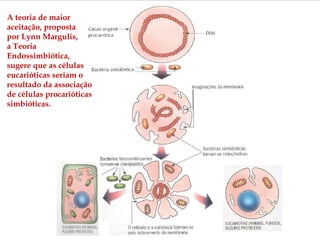A teoria de maior aceitação, proposta  por Lynn Margulis,  a Teoria Endossimbiótica,  sugere que as células eucarióticas seriam o resultado da associação de células procarióticas simbióticas. 