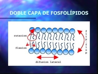 DOBLE CAPA DE FOSFOLÍPIDOS 