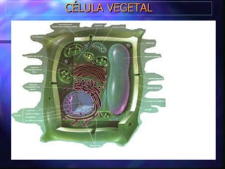 CÉLULA VEGETAL 