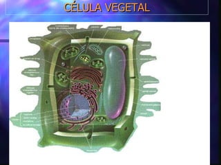 CÉLULA VEGETAL 